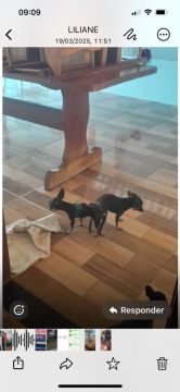 Pinscher zero macho