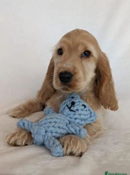 Cocker Spaniel Inglês, com contrato, pedigree e muito mais
