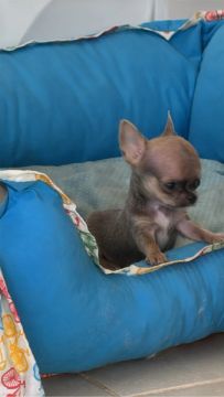 Venda de filhote de chihuahua 