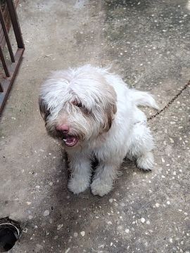 Vendo ou troco um poodle fêmea de 6 meses