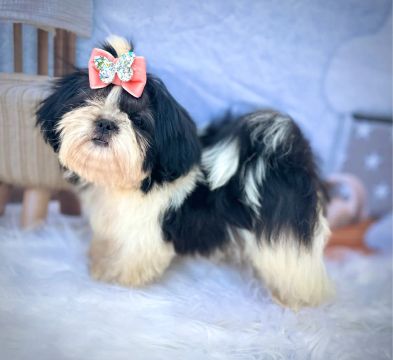 Filhote de Shih tzu fêmea. 