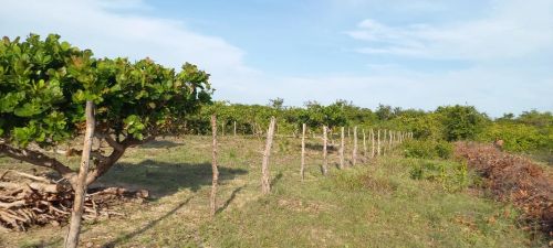 2 lotes de terreno cada de 8×43.os dois São juntos da 16×43