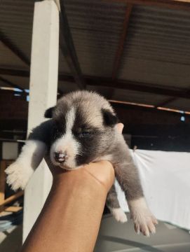Vende-se filhotes de cachorros.