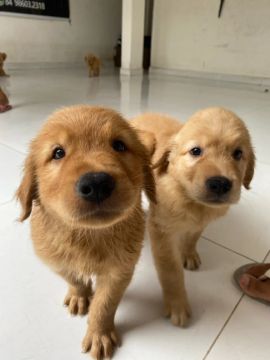 Filhotes de Golden Retriever 