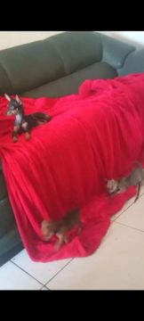Um casal de pinscher