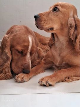 Lindos filhotes de Cocker Spaniel Inglês