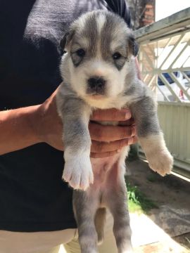 Filhotes de Husky Siberiano 