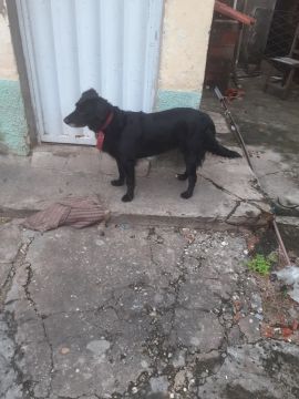 Cachorro preto de porte médio para adoção