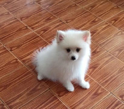 Filhote Spitz alemão 