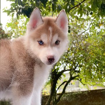 Filhote de Husky Siberiano Macho
