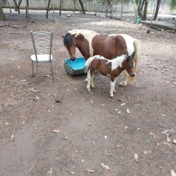 Mini pônei -tire seu filho(a) da tela, dê um mini pônei a ele