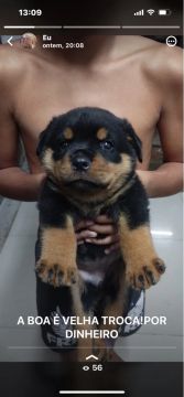 Rottweiler filhote fêmea 