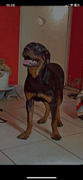 Rottweiler Adulto para venda 