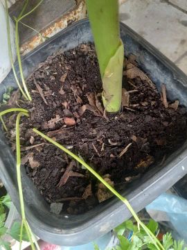 Vendo terra 100% orgânica 