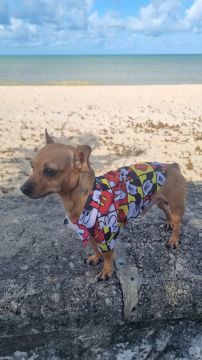 Procuro uma namorada para meu Pinscher