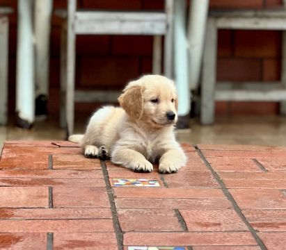 Filhotes de Golden Retriever 