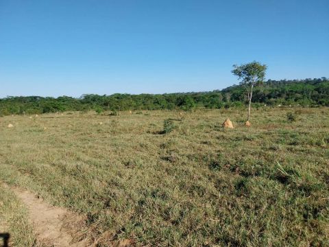 Fazenda de 309 alq, 170 alq abertos em novo mundo MT. 23 milhões.