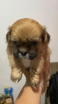 Shih Tzu Filhote