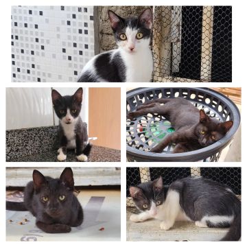 Gatinhos  para adoção responsável 