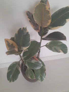 Ficus lirata