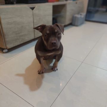 Última fêmea de american Bully pocket 