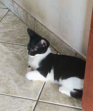 Gatinho preto e branco disponível para adoção