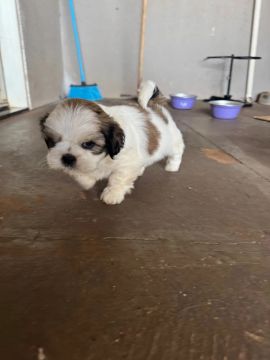 Lhasa Apso Macho
