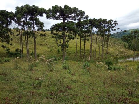 Sítio 3.5 hectares próximo de Gramado 