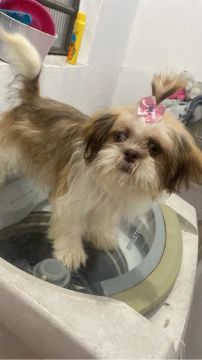 Shih Tzu Fêmea - Adorável e Carinhosa