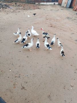 Patos Indios - Lindos e saudáveis interessado chama no ZAP *21