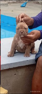 Filhote de Pitbull Merlin 