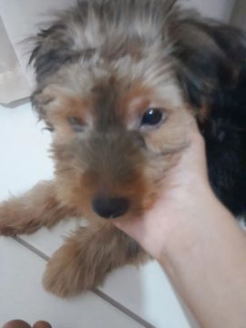 Yorkshire Terrier Fofo 