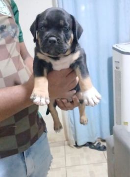 Filhote de Pitbull