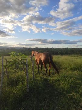 Égua Quarto de Milha PO Domada