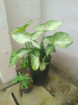 Planta Singônio