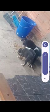 Filhotes de cachorro prá doação 