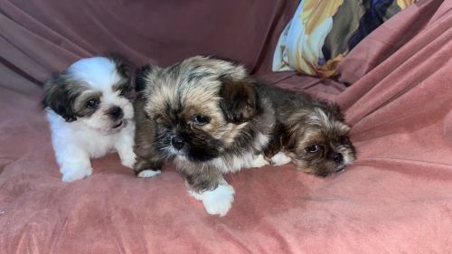 Lindos filhotes Shih Tzu