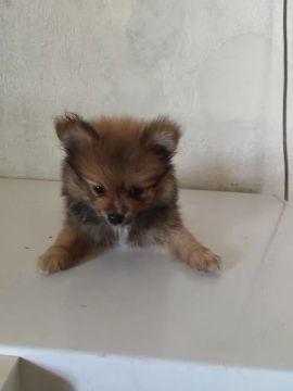 Casal de lulu pomerana laranja 