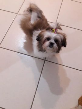 Lindos filhotes de ótima procedência!