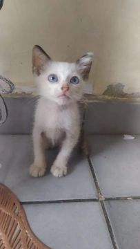 Adoção de gatinhas
