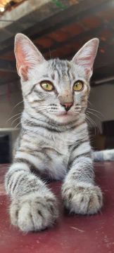 Gatinhos fofinhos para adoção - Maracanaú CE