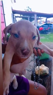 Filhote de Pitbull com olhos azuis