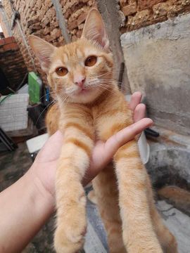 Gatinho fofo para adoção