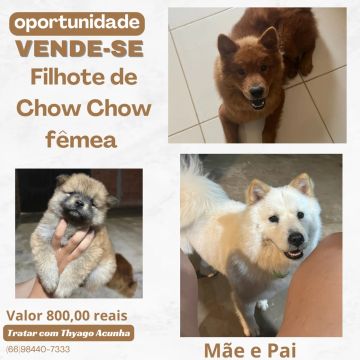 Filhote fêmea Chow Chow