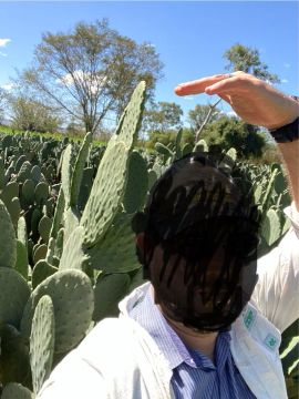 Palma forrageira gigante