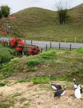 Sítio Pinheiral em frente ao asfalto, luz, internet cabeada, oportunidade