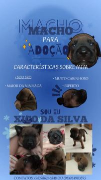 DOAÇÃO DE CACHORRINHOS