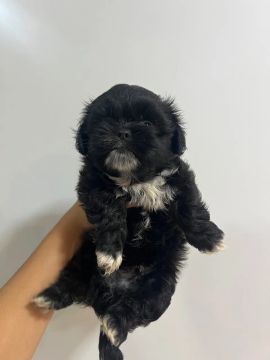 Shiztu mini preto machinhos