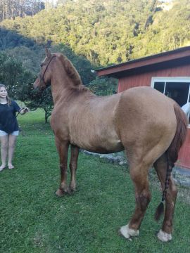 Cavalo QM com Crioulo 