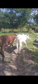 Garrotes e garrotas 